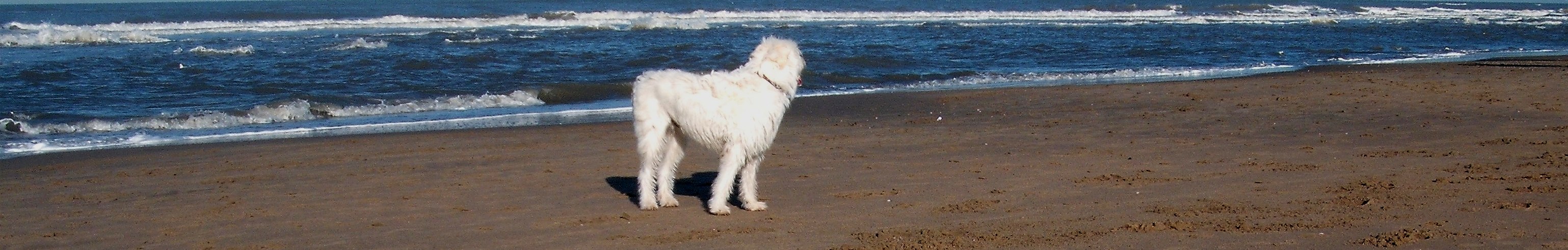 luna tics 2